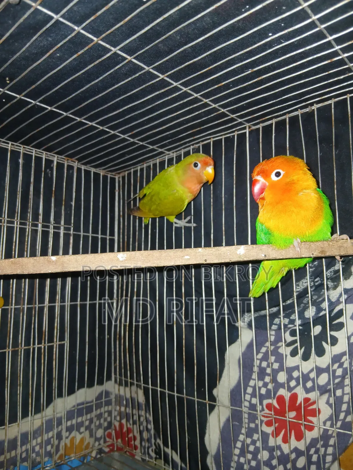 লাভ বাট পাখি
