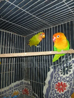 Lovebird