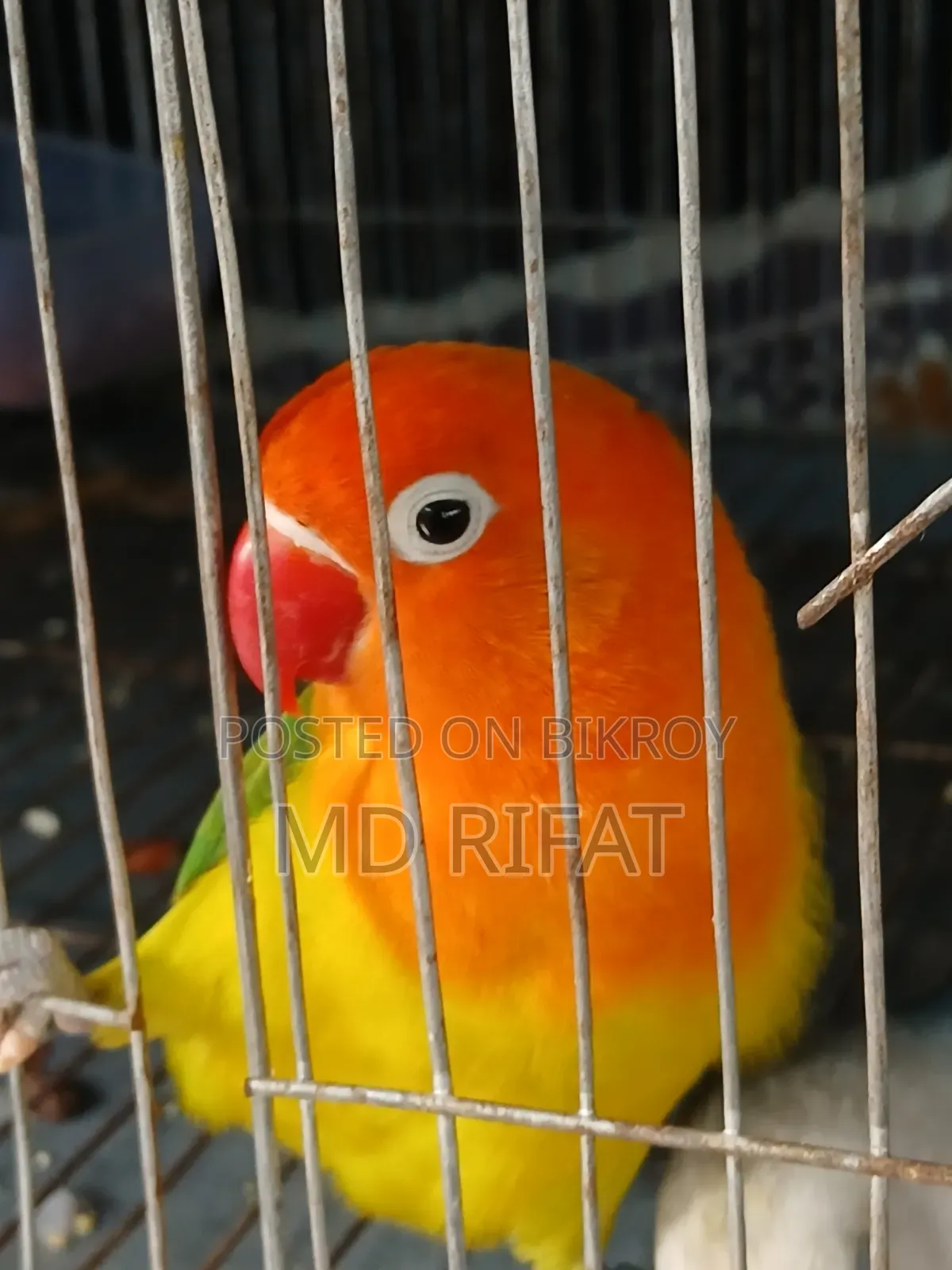 লাভ বাট পাখি