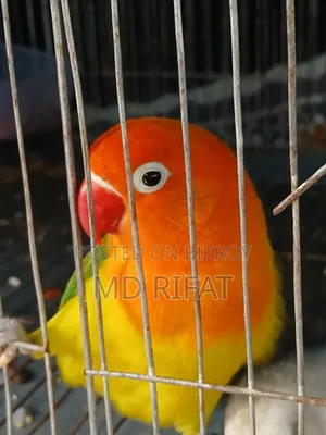 লাভ বাট পাখি