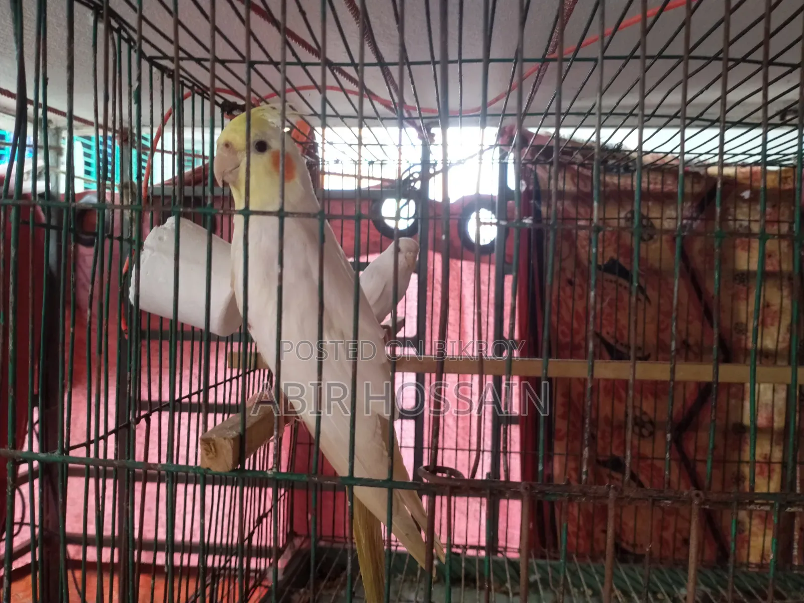 পোষা বাজরিগার ও ককাটেল বিক্রি হবে