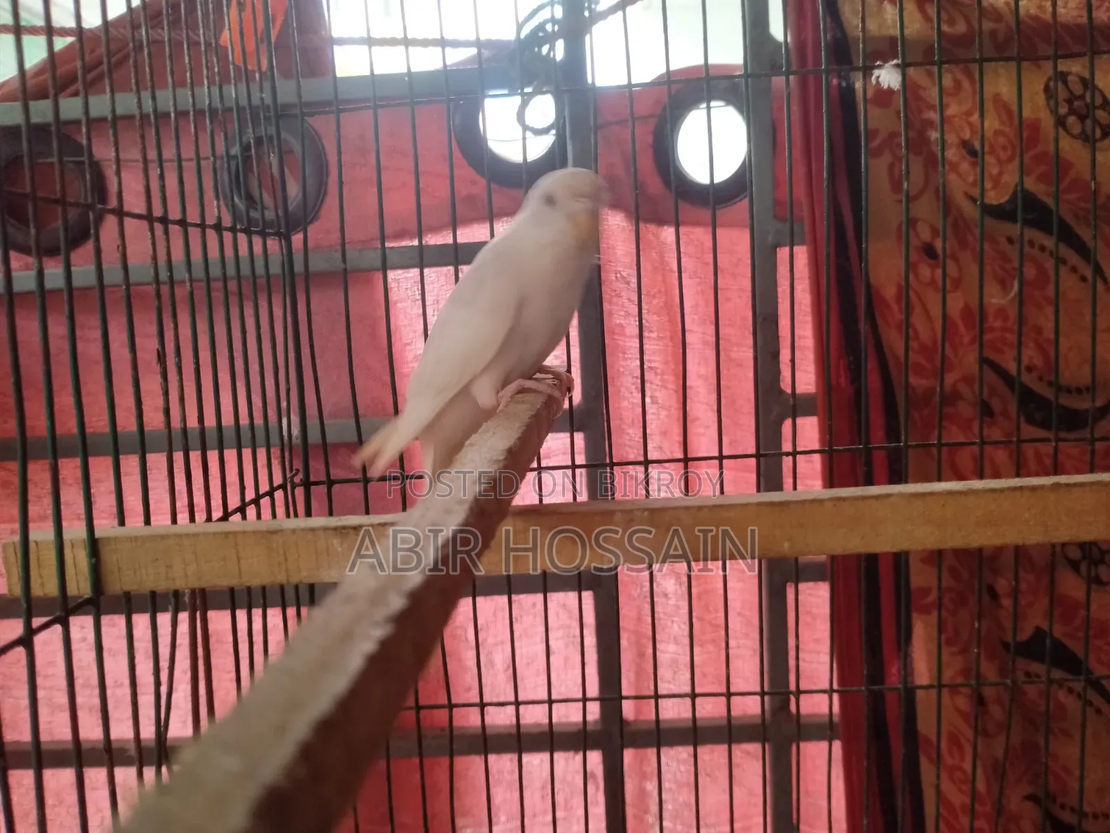 পোষা বাজরিগার ও ককাটেল বিক্রি হবে