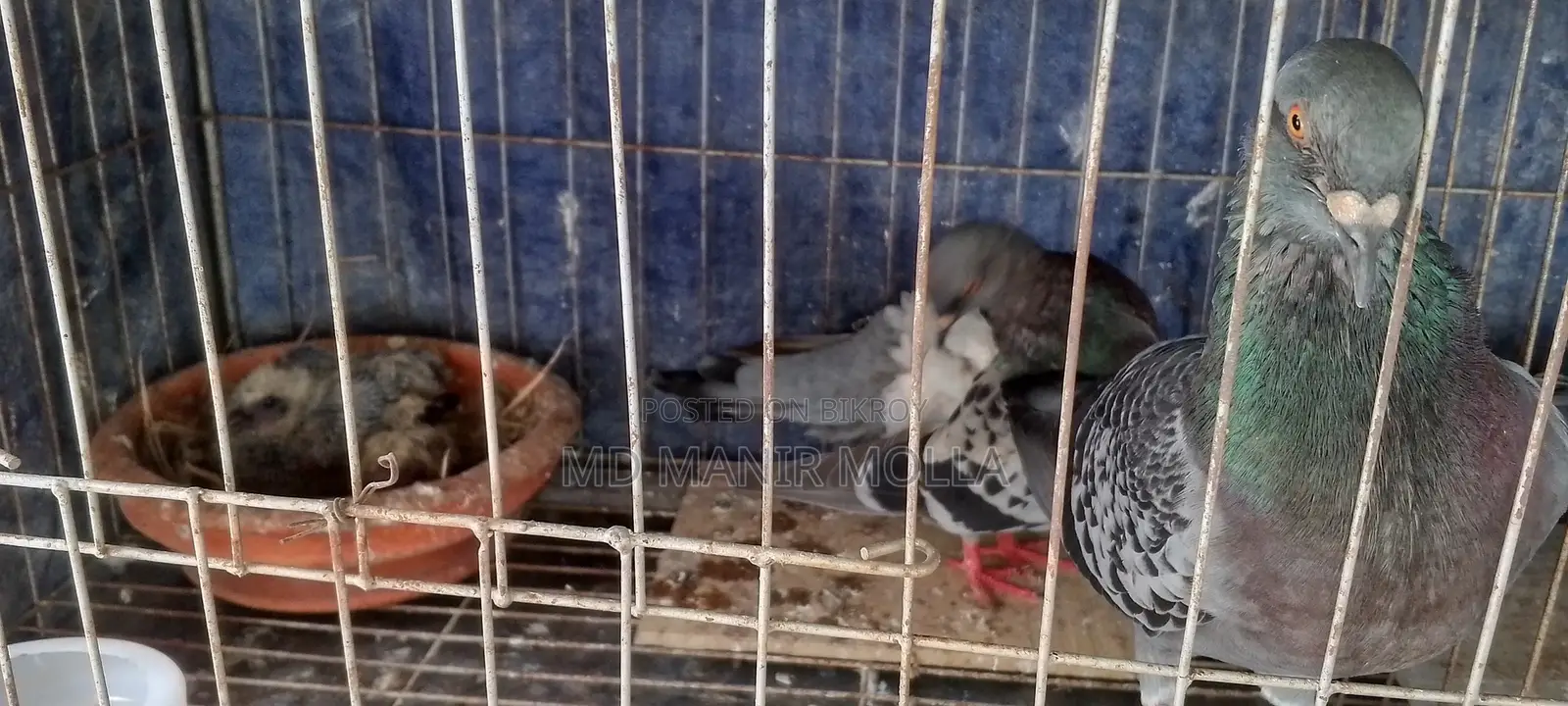 Racing Homer Pigeon with Squab