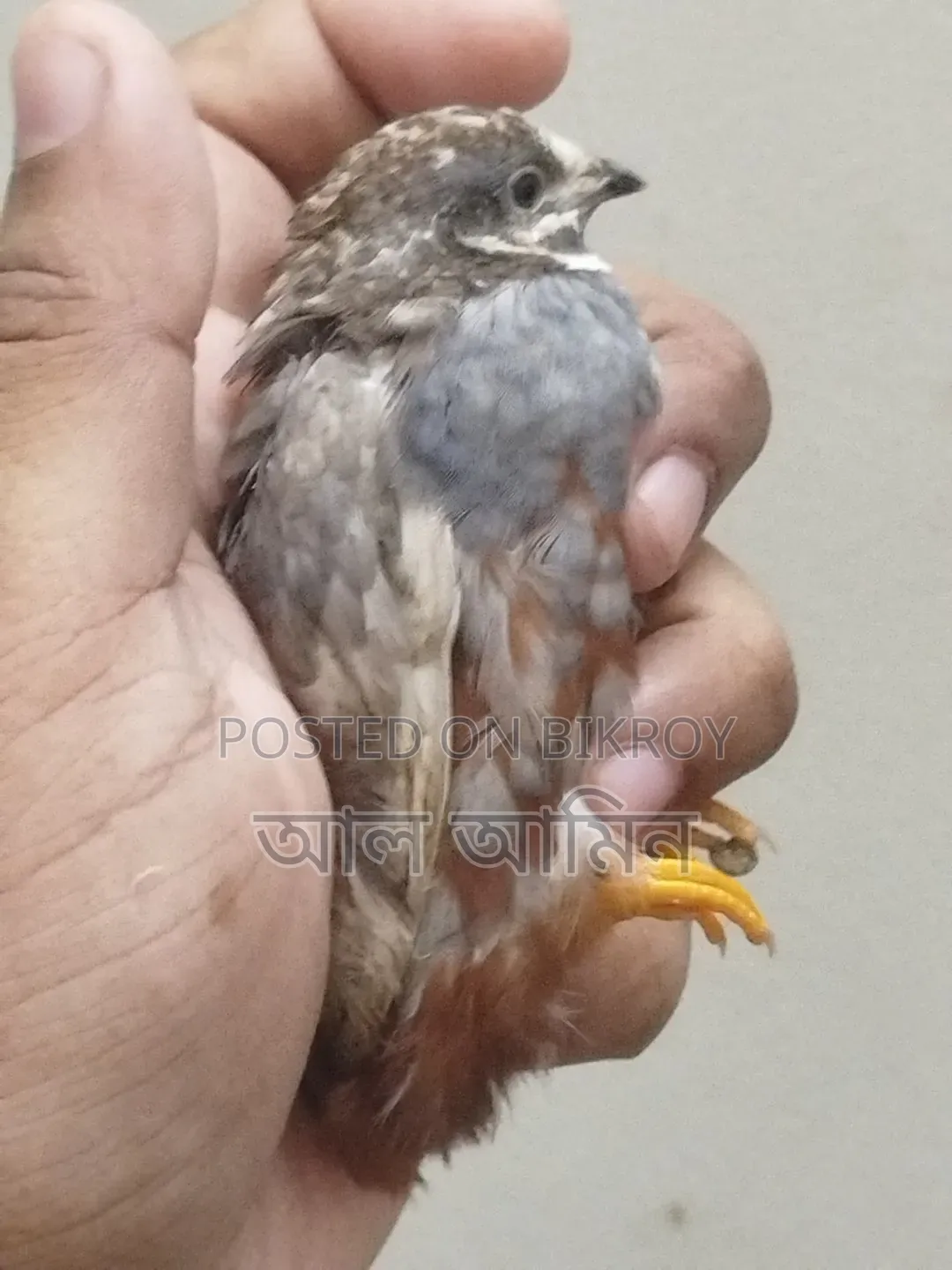 King Quail