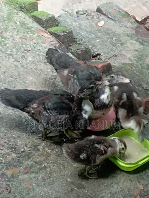 Chinese Ducklings for Sale