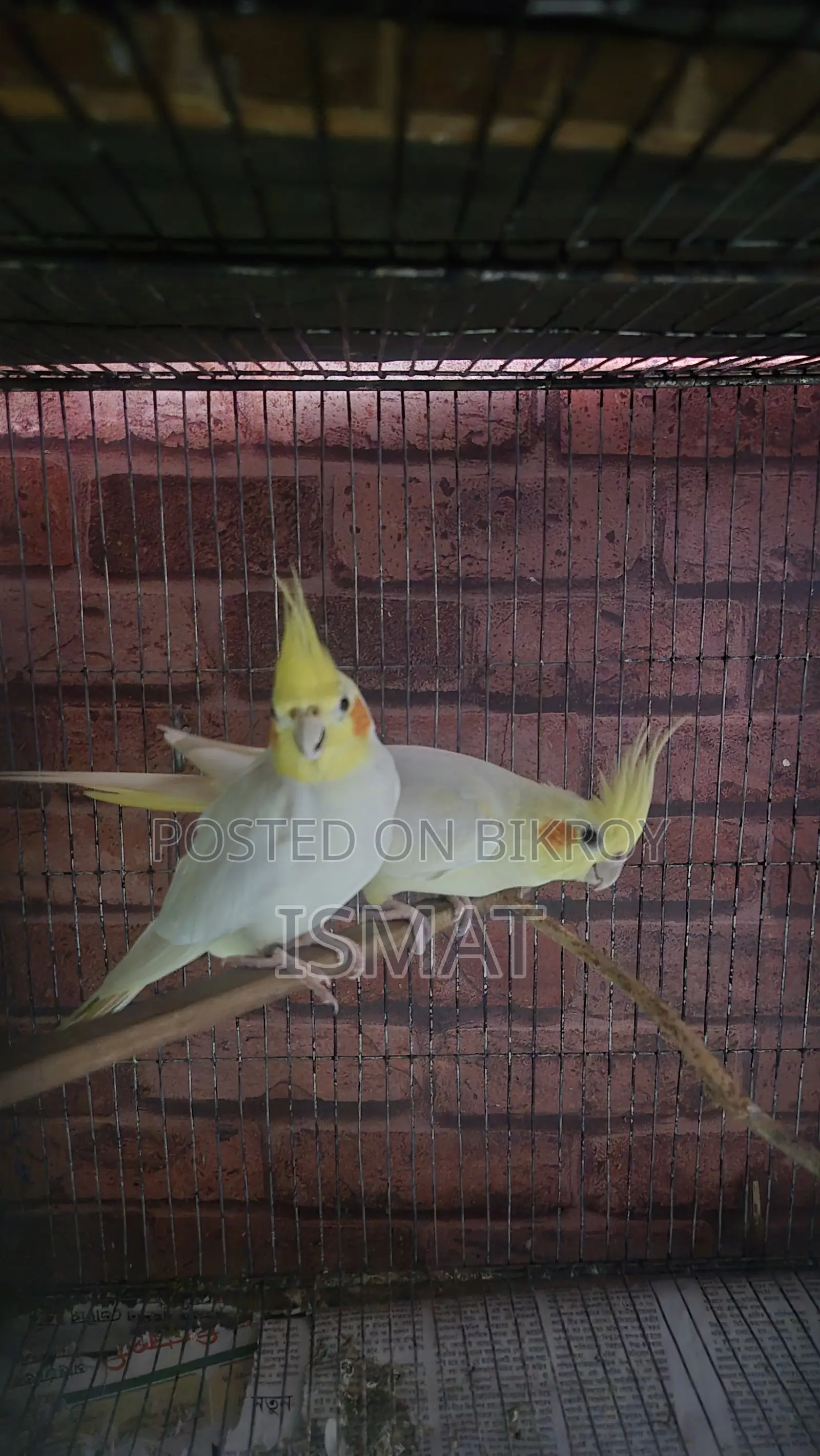 Cockatiel Bird