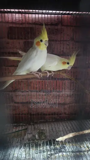 Cockatiel Bird