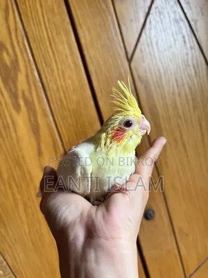 Cockatiel Hand Feeding Baby