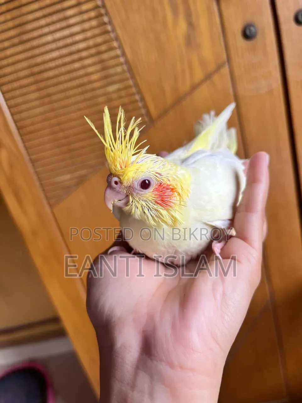 Cockatiel Hand Feeding Baby