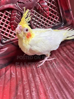 Cockatiel Hand Feeding Baby