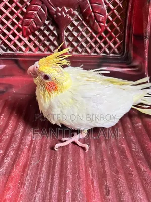 Cockatiel Hand Feeding Baby