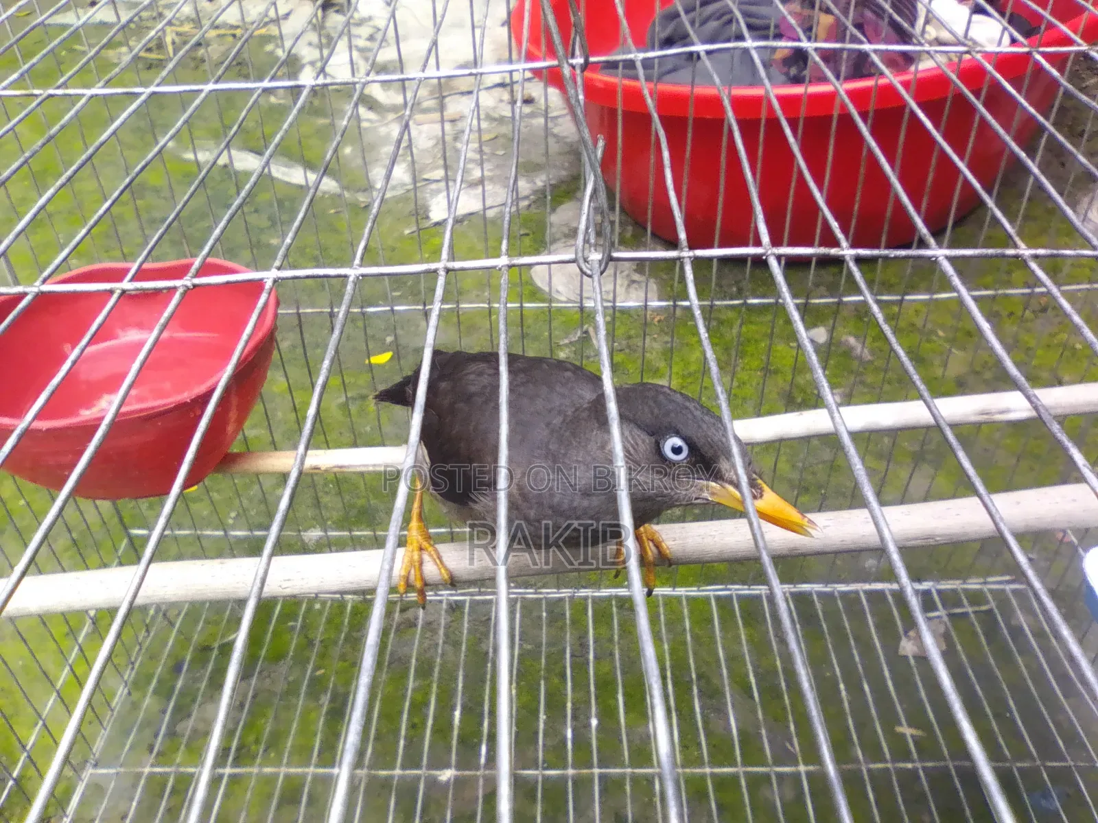 I want to sell a myna bird
