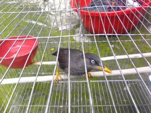 I want to sell a myna bird