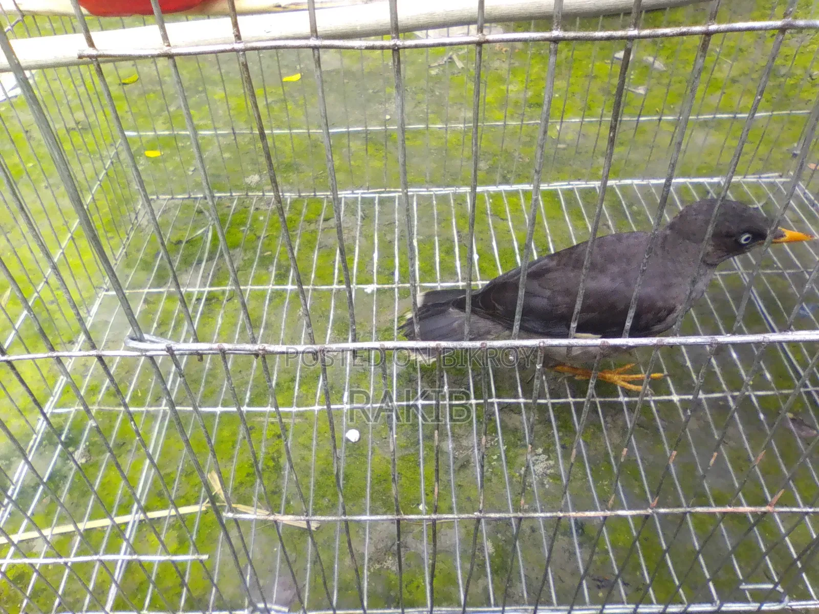 I want to sell a myna bird