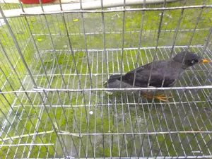 I want to sell a myna bird