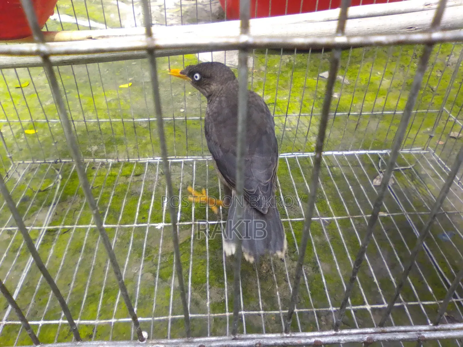 I want to sell a myna bird
