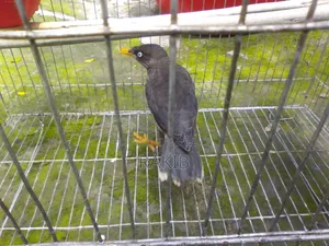 I want to sell a myna bird