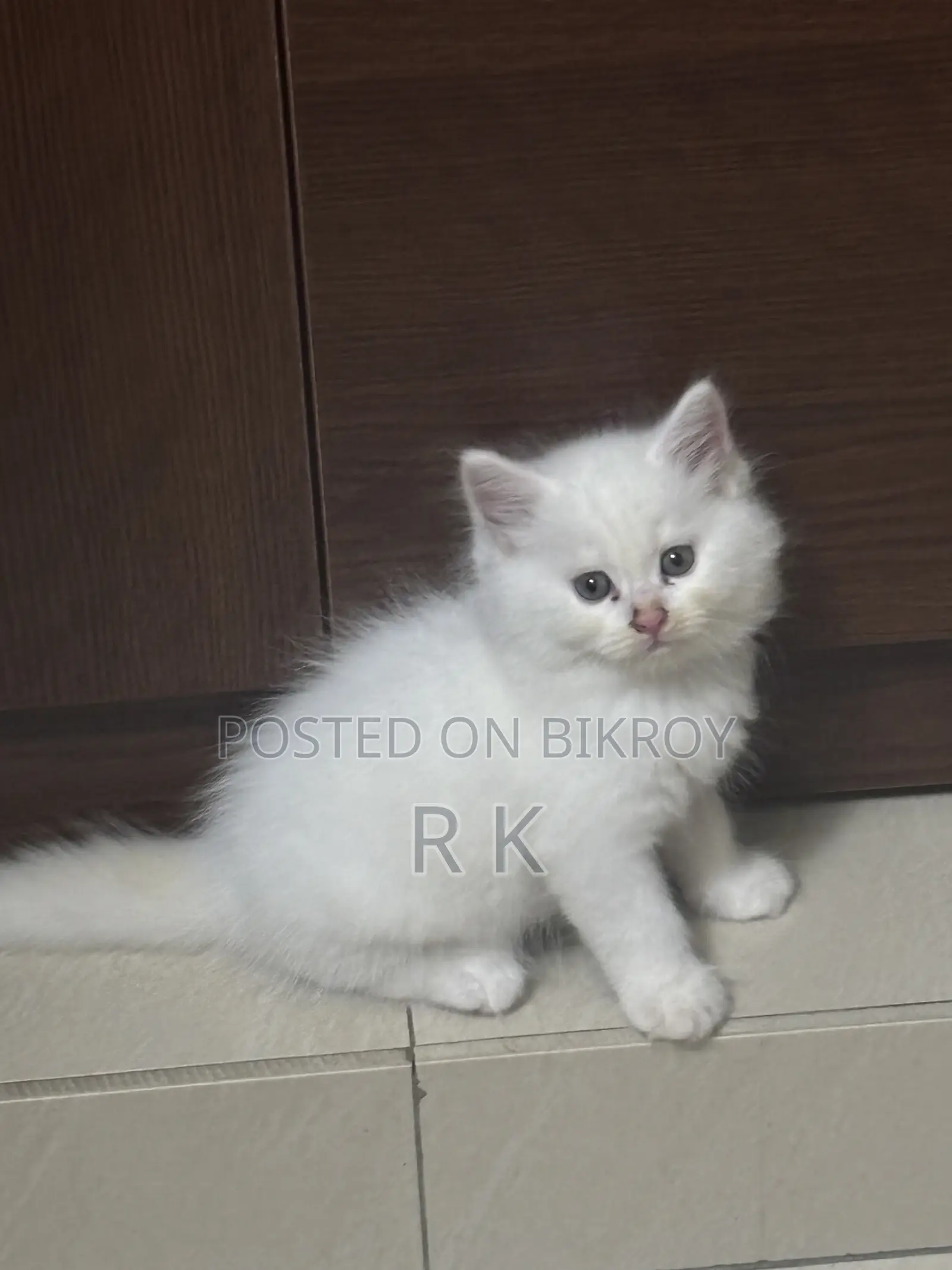 1-3 Months Female Purebred Persian Cat