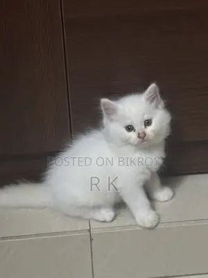 ১-৩ মাসের ফিমেল পিউরব্রেড পার্সিয়ান বিড়াল