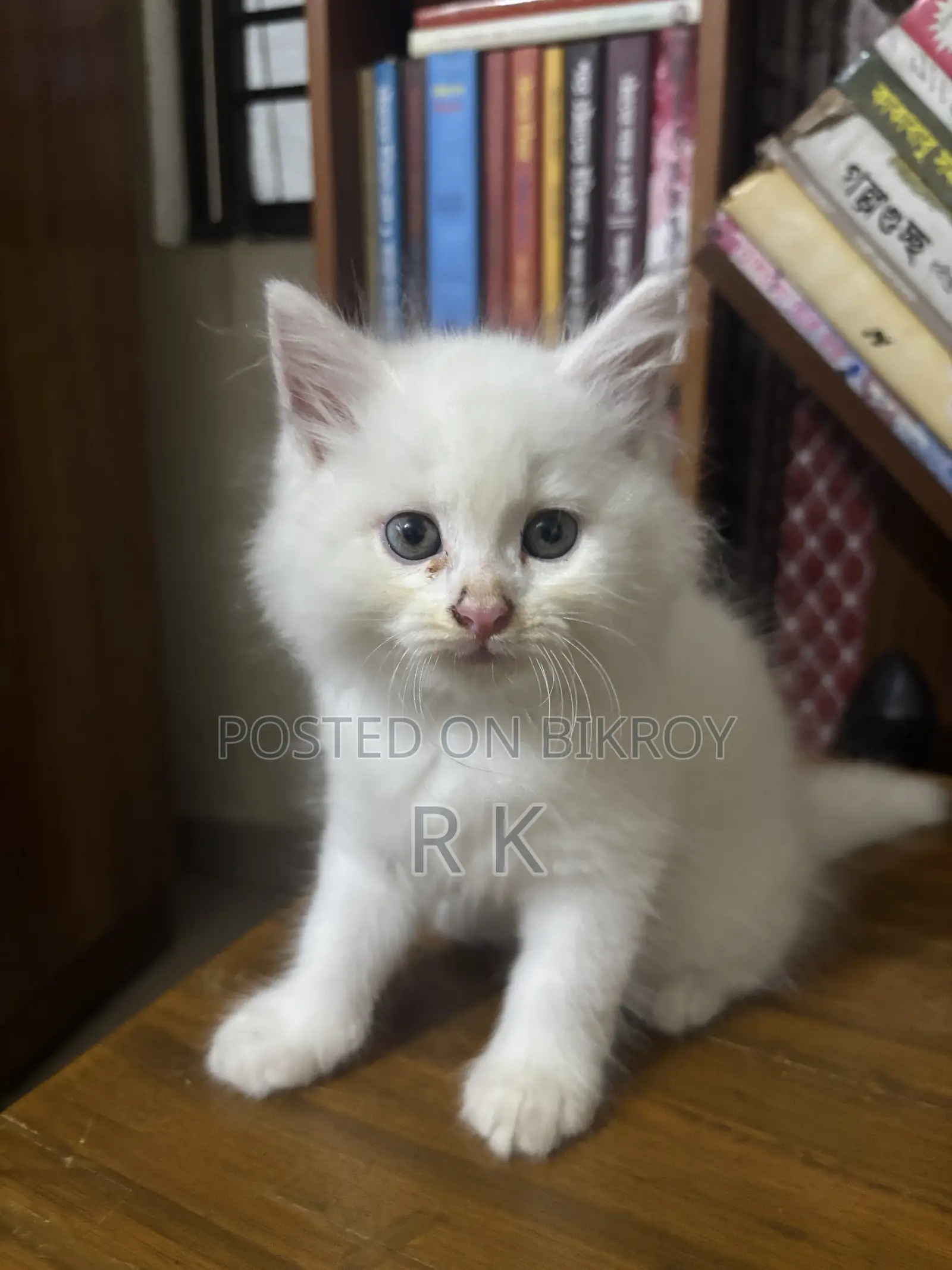 1-3 Months Female Purebred Persian Cat