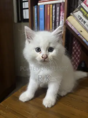 1-3 Months Female Purebred Persian Cat