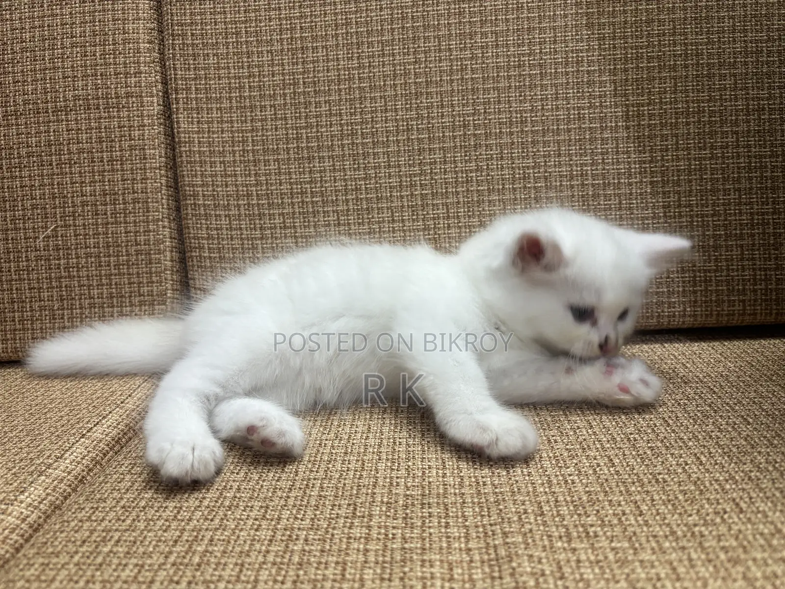 1-3 Months Female Purebred Persian Cat