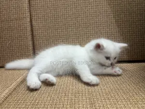 1-3 Months Female Purebred Persian Cat