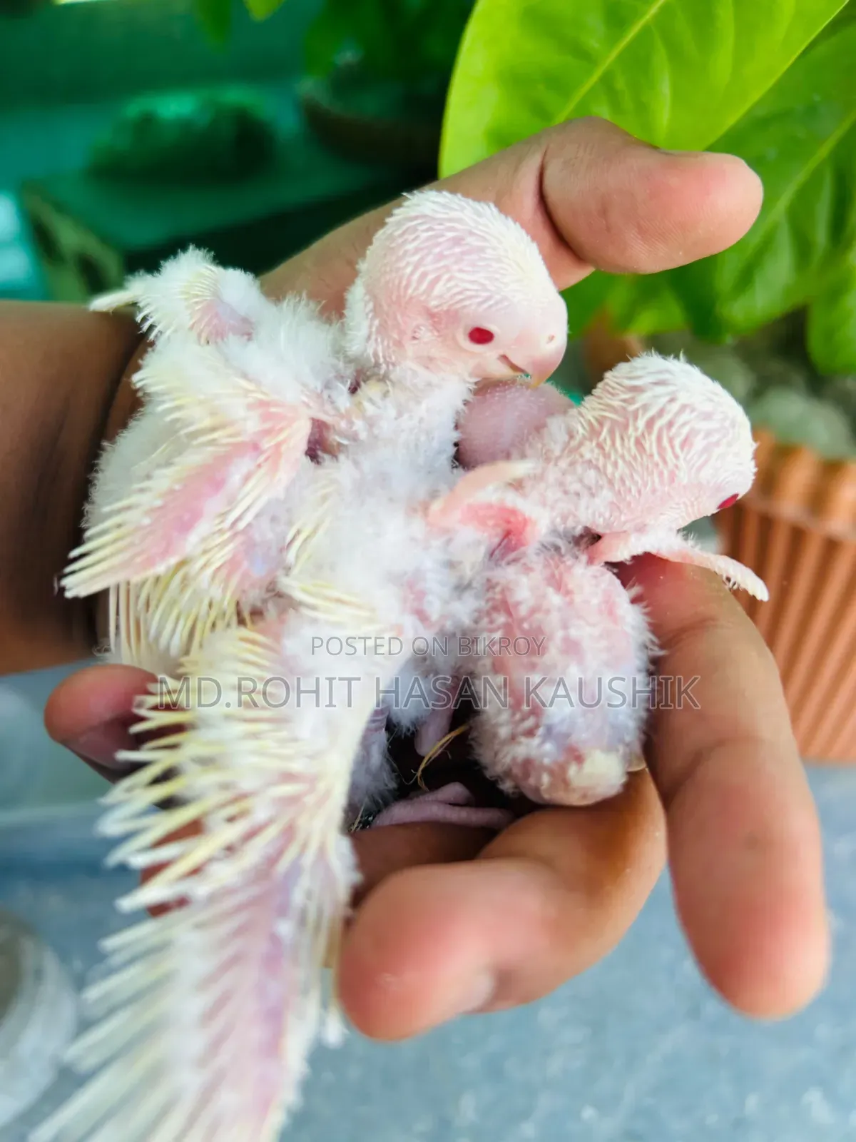 Lovebirds Tame Size Baby