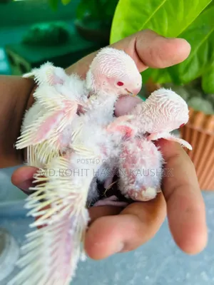 Lovebirds Tame Size Baby