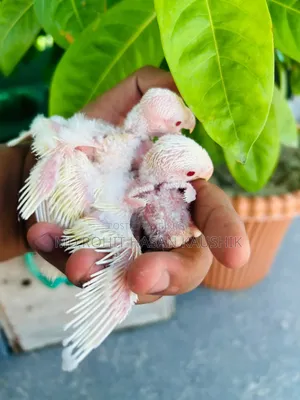 Lovebirds Tame Size Baby