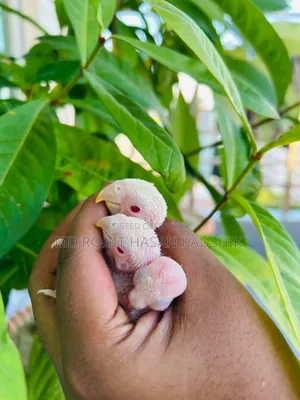 Lovebirds Tame Size Baby