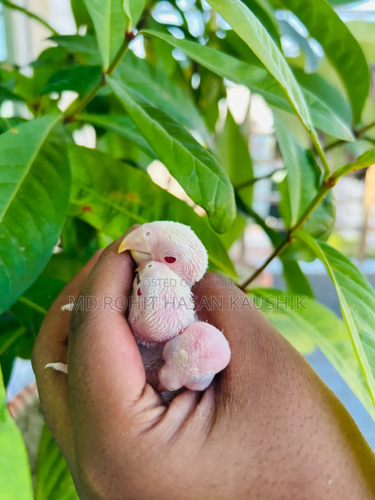Lovebirds Tame Size Baby