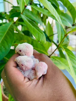 Lovebirds Tame Size Baby