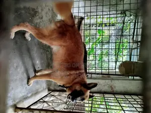 ১+ বছরের পুরুষ বিশুদ্ধ জাতের জার্মান শেফার্ড