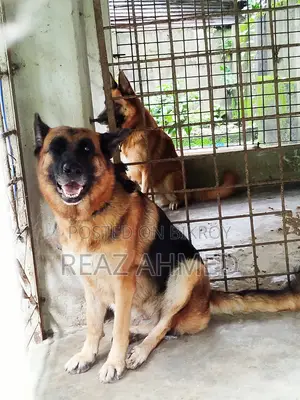 ১+ বছরের মহিলা খাঁটি জাতের জার্মান শেফার্ড
