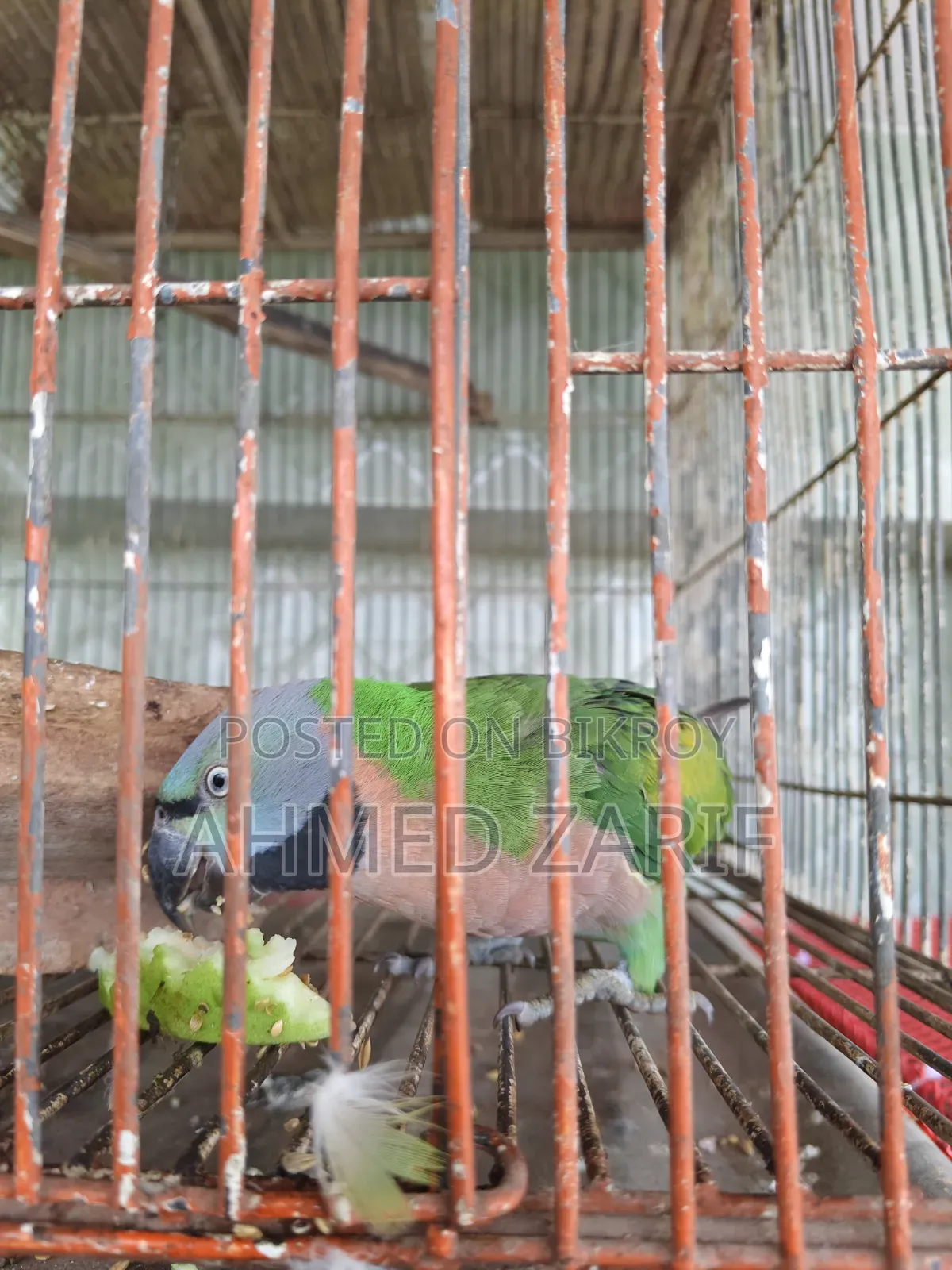 লাল বুক টিয়া পাখি ফিমেল — বিক্রয়ের জন্য