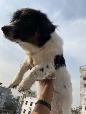 ১+ বছরের নারী মিক্সড ব্রিড কুকুর