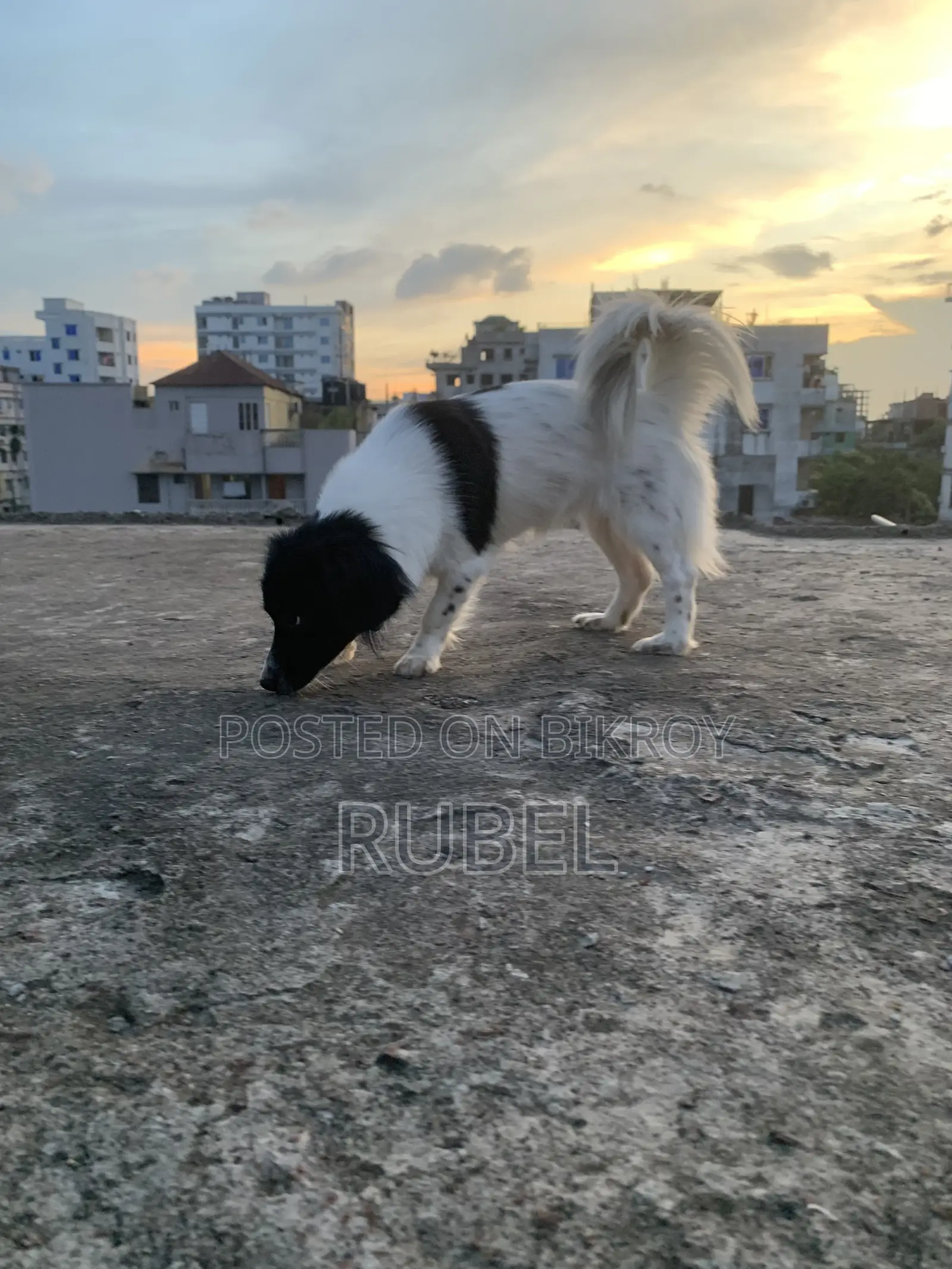 ১+ বছরের নারী মিক্সড ব্রিড কুকুর
