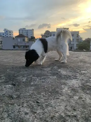 ১+ বছরের নারী মিক্সড ব্রিড কুকুর