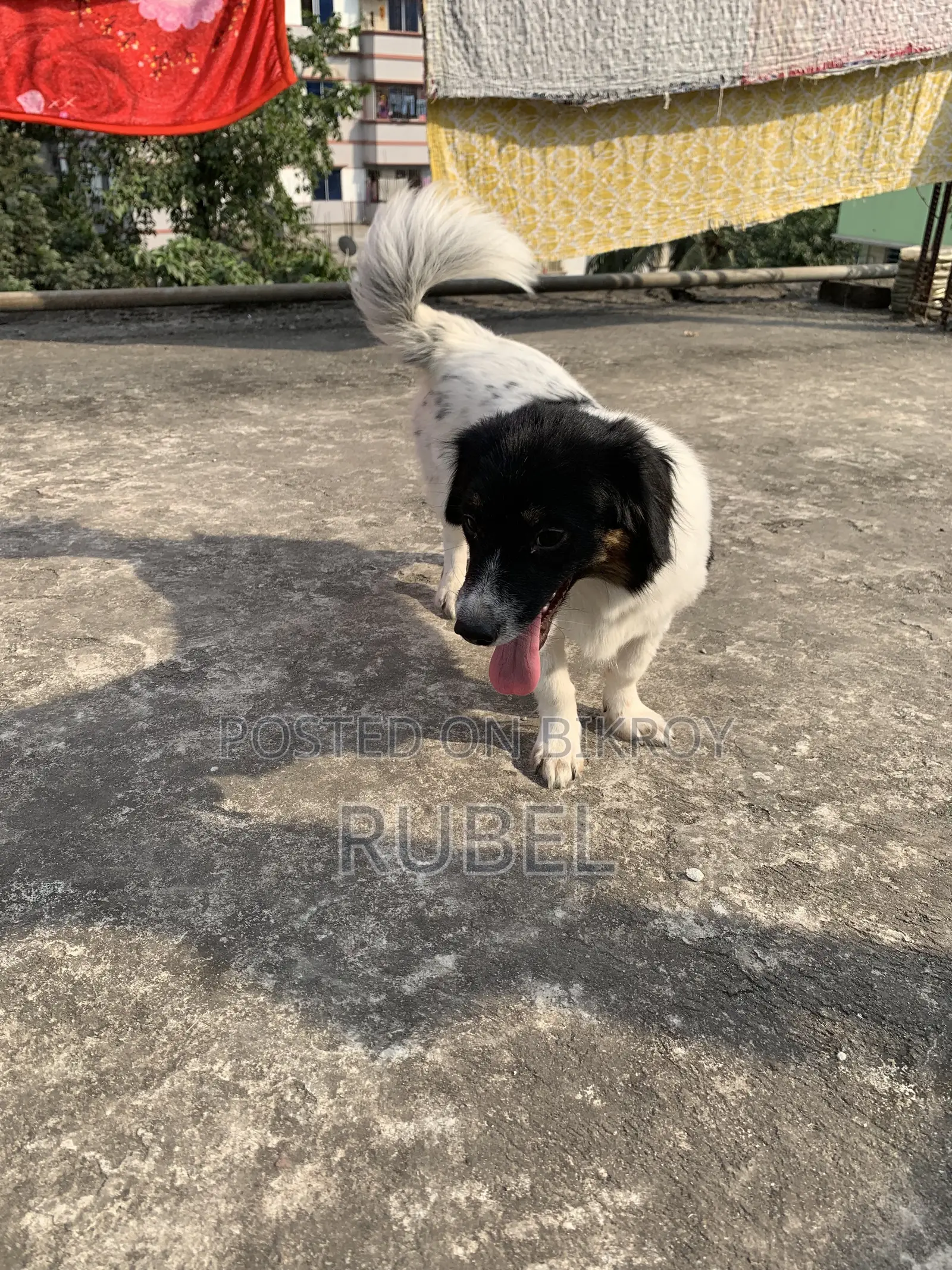 ১+ বছরের নারী মিক্সড ব্রিড কুকুর