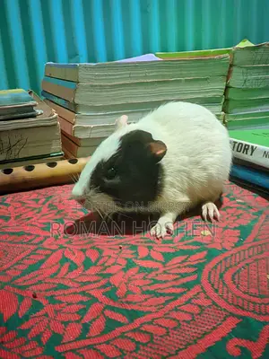 I need some money, so I will sell my cherished pet. There are no problems at all.