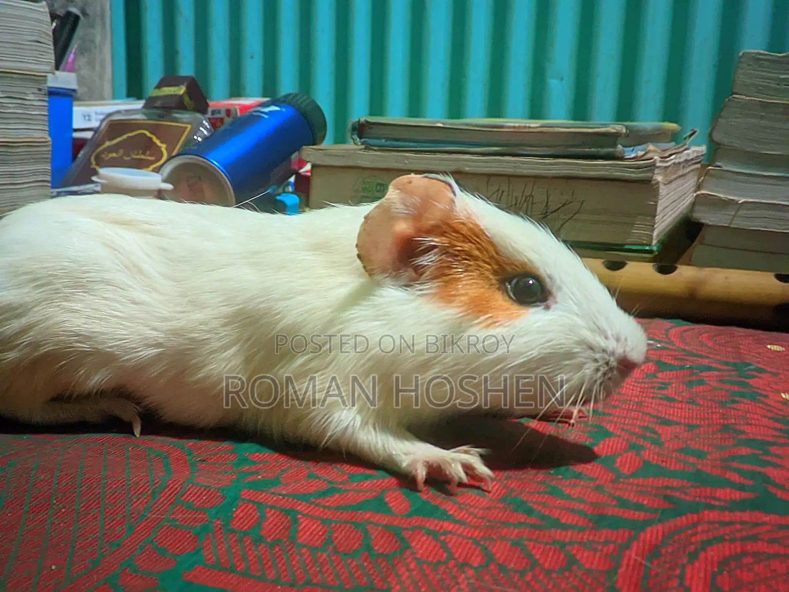I need some money, so I will sell my cherished pet. There are no problems at all.