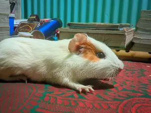 I need some money, so I will sell my cherished pet. There are no problems at all.