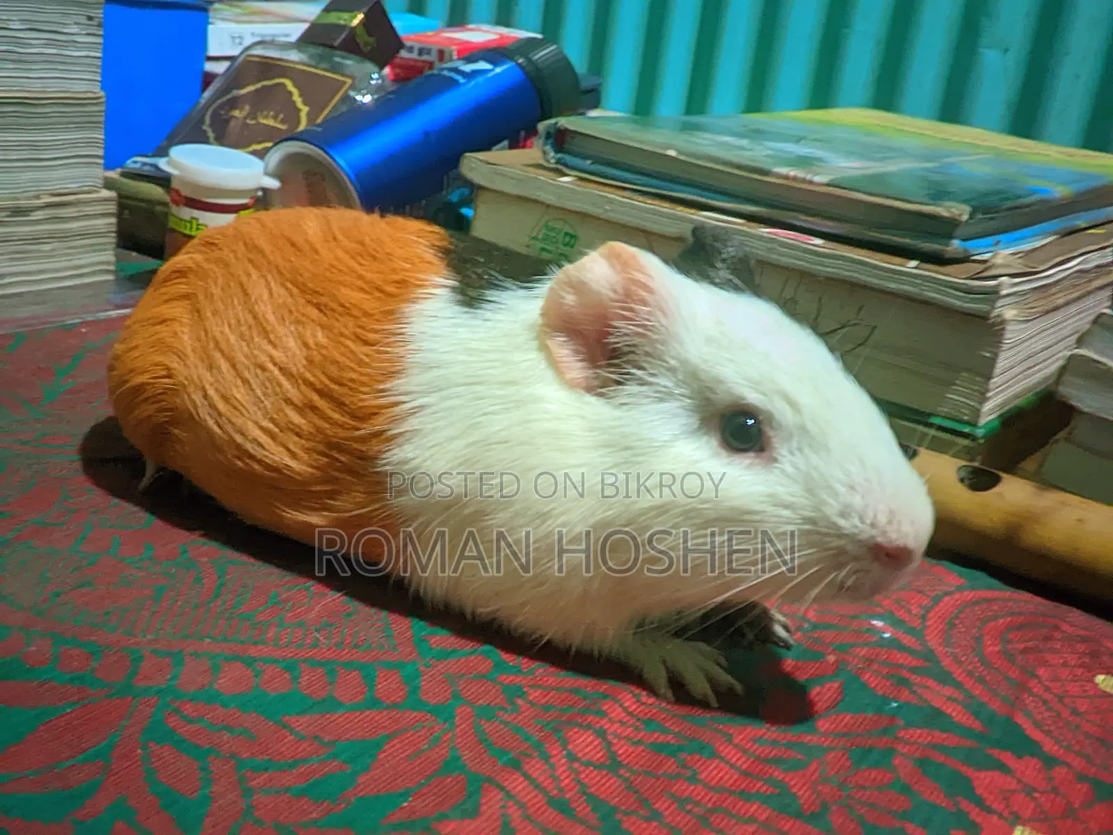 I need some money, so I will sell my cherished pet. There are no problems at all.