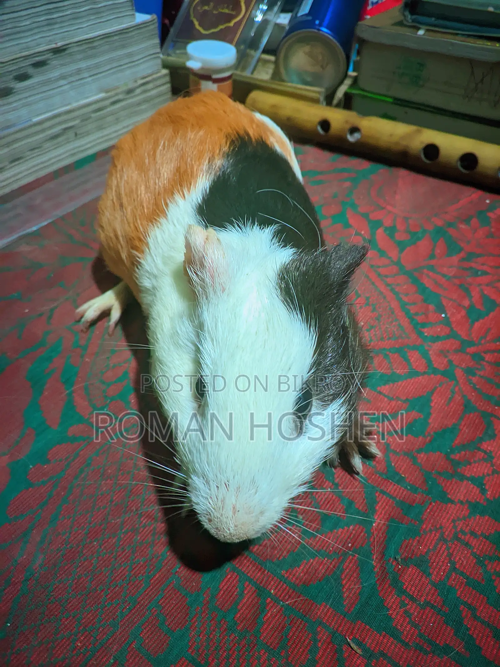 I need some money, so I will sell my cherished pet. There are no problems at all.
