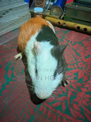 I need some money, so I will sell my cherished pet. There are no problems at all.