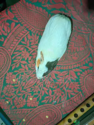 I need some money, so I will sell my cherished pet. There are no problems at all.