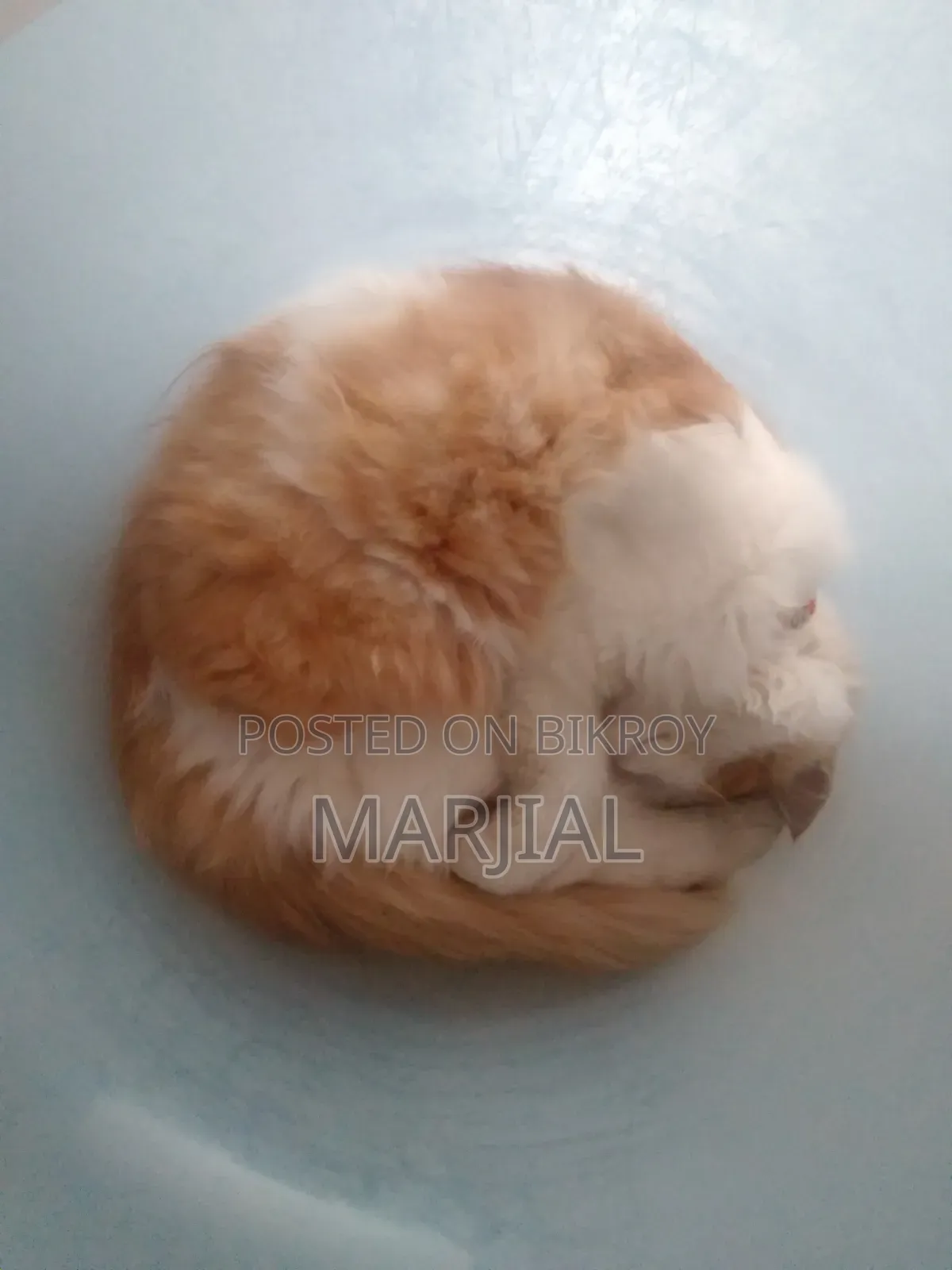 ৬-১২ মাসের নর খাঁটি পার্সিয়ান বিড়াল