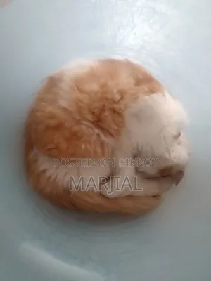 ৬-১২ মাসের নর খাঁটি পার্সিয়ান বিড়াল