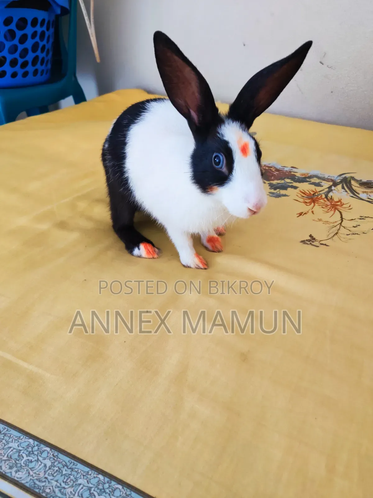 Rabbit for Sale